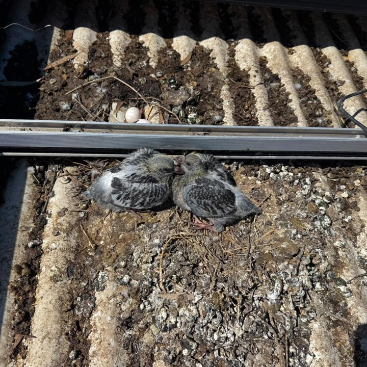 Pigeon chicks and a nest found under the solar array
